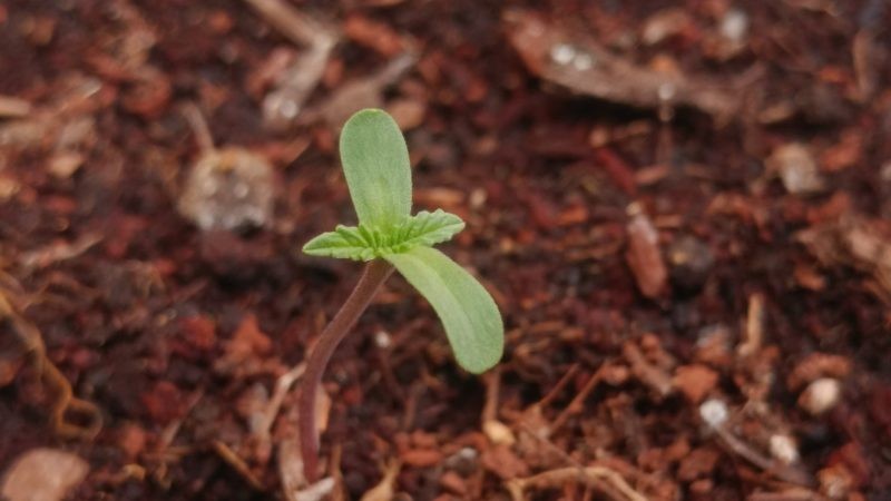 germinacion