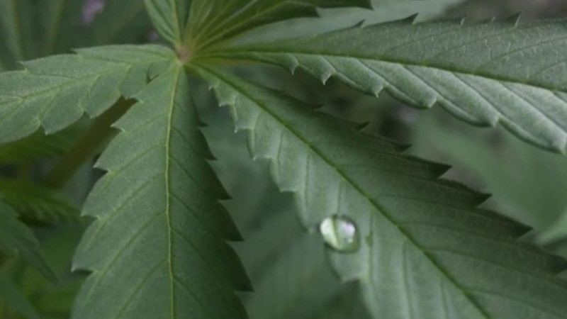 ¿CÓMO Y CUANDO REGAR TUS PLANTAS DE CANNABIS?